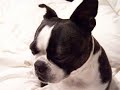 Boston Terrier Tv (BTTv) Chewy