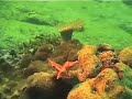Mating Papuan Cuttlefish Mating Papuan Cuttlefish