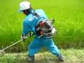 稲刈り前最後の草刈り