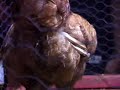 Chicken Shit Bingo