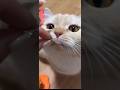 2026-8-19 かわいい縫くん　LIVE配信 （フルバージョン）#猫 #cat #マンチカン#短足#可愛い