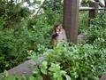 videos de Tissue Eating Monkey