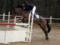concours cheval
