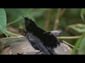 Birds mating dance.