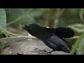 Birds mating dance.