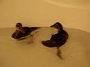 Huey and Lewis in the Bath Huey and Lewis in the Bath
