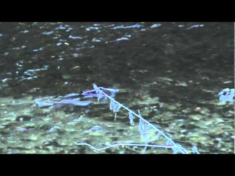 See video