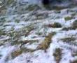 Ice drifting in Levang with traktor