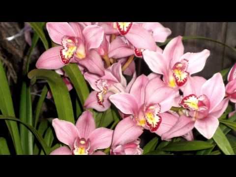 how to plant cymbidium