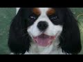 Bartolomeo, Cavalier king Charles Spaniel Bartolomeo, Cavalier king Charles Spaniel