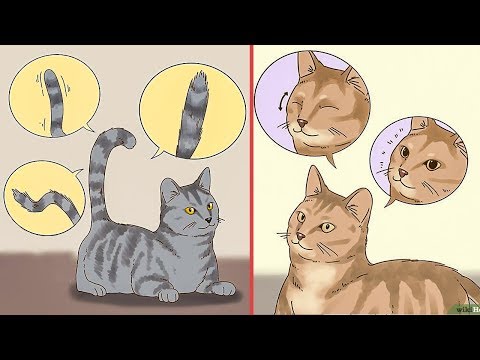 😻 10 signs to understand your cat behavior 😸