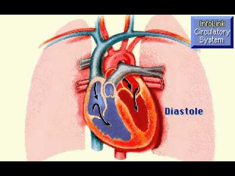 dizzo95 - The heart beat.