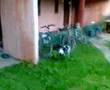 videos de Bruna e Kiko em Unamar