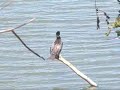 YECO (phalacrocorax brasilianus)