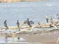 YECO (phalacrocorax brasilianus)