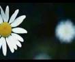 M�ziksiz ilahiler 4   Dost olmusum