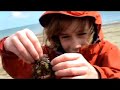 Cours de Biologie marine à la plage des Godelins Cours de Biologie marine à la plage des Godelins