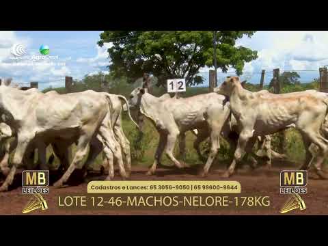 532� LEIL�O VIRTUAL MB LEIL�ES