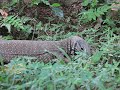Clouded Monitor - Varanus bengalensis nebulosus