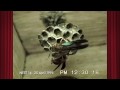 Polistes carolina Nest14 on 25 April 1995 Part 1 of 4