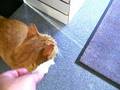 Rav i Ribe ambercat Boris