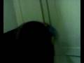 videos de settimana fiscianese