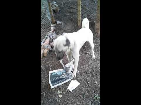 Caspar mag meinen  Badeteppich nicht...