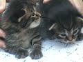 Siberian Kittens Siberian Kittens