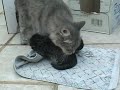 siberian kittens