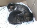 Siberian Kittens