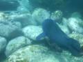 Snorkeling with the Blue Groper at Gordon's Bay