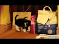 Funny Kitten Sees Itself In Mirror - animals, cat, kitten, mirror, pets, reflection, funny