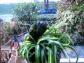 videos de Gizmo duikt in de planten