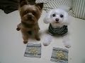 Dogs Fight \"Speed-Eating Contest\"