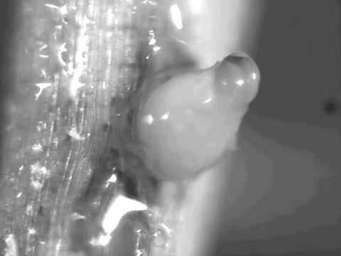 how to fertilize soybeans