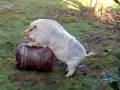 Spider Pork - Funny Pig (Maiale Vietnamita Maniaco) 3�