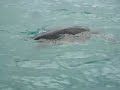 Black Turtle Swimming