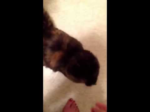 Insane cat loves brussels sprouts