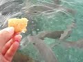 ボラボラ島で魚の餌付け071106