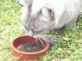 mafdet, cat eating spiruline chat mangeant spiruline