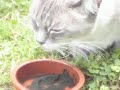 mafdet, cat eating spiruline chat mangeant spiruline