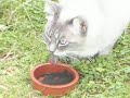 mafdet, cat eating spiruline chat mangeant spiruline