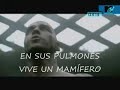 MUTTER-RAMMSTEIN.SUBTITULOS EN ESPAÑOL