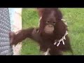 Monkey World Monkey World