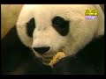 Scared Panda, Big and Small