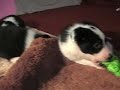 Border Collie Puppies Five Weeks Old Play With Toys