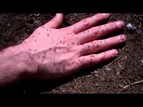 how to treat fire ant bites