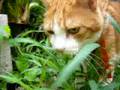 ベジタリアン猫? やっぱり天然物だな~!