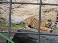 Tiger Cub and Mom