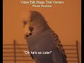 The Feather Dusters - Unforgivable Budgie